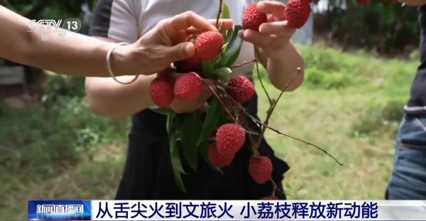 配先查 边看“荔枝”边吃荔枝 小小荔枝如何火热出圈