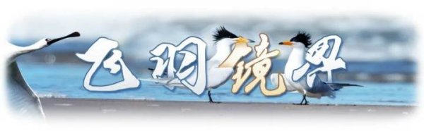 掌上乾坤 飞羽镜界 | 华北地区的鸟类保育院——密云水库